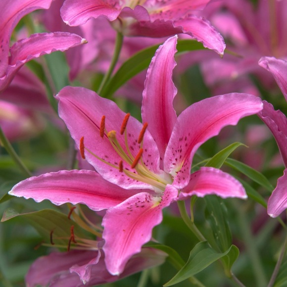 lillianawoodman